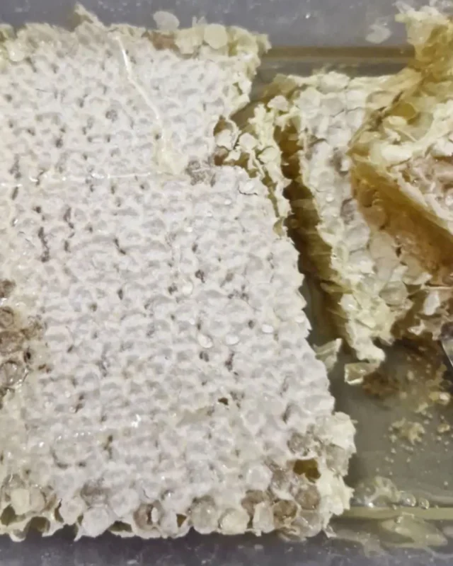 عسل طبیعی کوهستان با موم