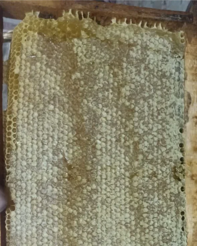 عسل طبیعی کوهستان با موم